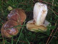 Suillus luteus image