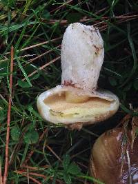 Suillus luteus image