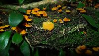 Favolaschia calocera image