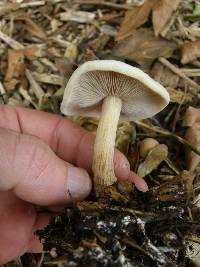 Agrocybe putaminum image