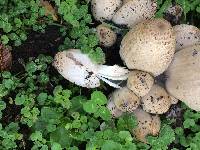 Coprinopsis atramentaria image