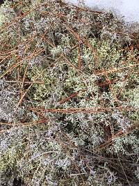 Cladonia rangiferina image