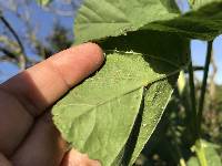 Puccinia malvacearum image