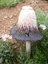 Coprinus comatus image