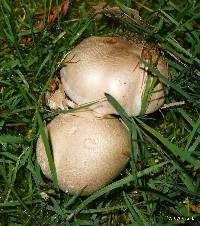 Agaricus xanthodermus image