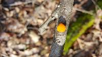 Tremella mesenterica image