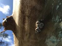 Schizophyllum commune image