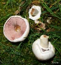 Agaricus xanthodermus image