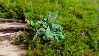 Cladonia coniocraea image