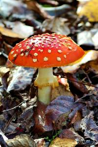 Amanita muscaria image