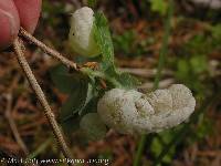 Exobasidium vaccinii image