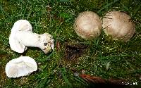 Agaricus xanthodermus image