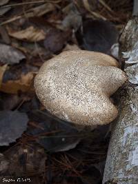 Piptoporus betulinus image