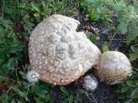 Amanita muscaria image
