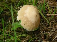 Psathyrella candolleana image