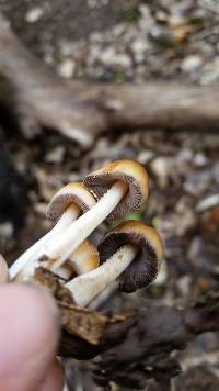 Coprinellus micaceus image