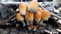 Coprinellus micaceus image