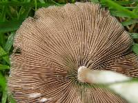 Psathyrella candolleana image