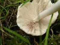 Psathyrella candolleana image