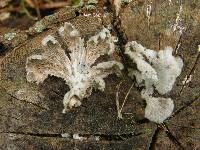 Schizophyllum commune image