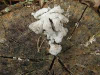 Schizophyllum commune image