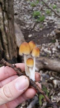 Coprinellus micaceus image