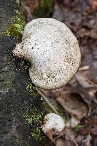 Fomitopsis betulina image