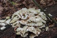 Laetiporus cincinnatus image