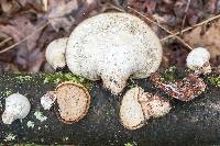 Piptoporus betulinus image