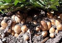 Coprinellus micaceus image