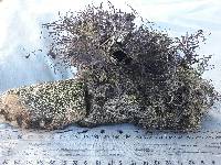 Usnea ciliata image