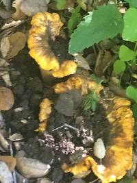 Cantharellus californicus image