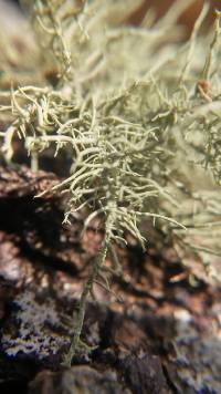 Usnea mutabilis image