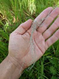 Ramalina menziesii image