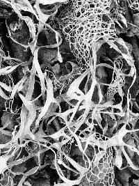 Ramalina menziesii image