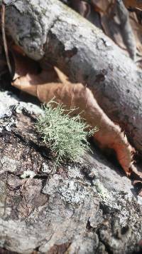 Usnea mutabilis image