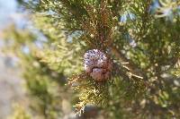 Gymnosporangium juniperi-virginianae image