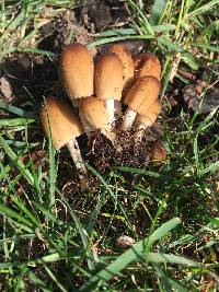 Coprinellus micaceus image