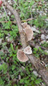 Schizophyllum commune image