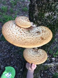 Polyporus squamosus image