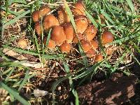 Coprinellus micaceus image