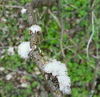 Schizophyllum commune image