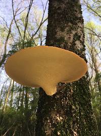 Polyporus squamosus image
