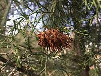 Gymnosporangium juniperi-virginianae image