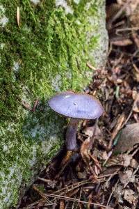 Cortinarius iodes image