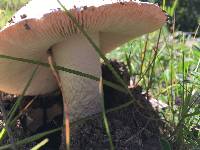 Amanita velosa image