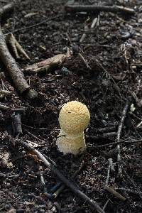 Amanita muscaria image