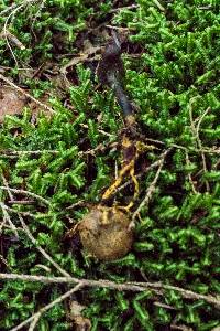 Elaphocordyceps ophioglossoides image