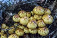 Pholiota aurivella image