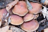 Hypholoma lateritium image